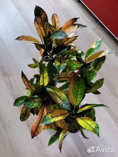 Кротон Миссис Айстон