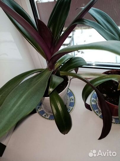 Комнатные цветы