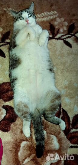 Кошки бесплатно