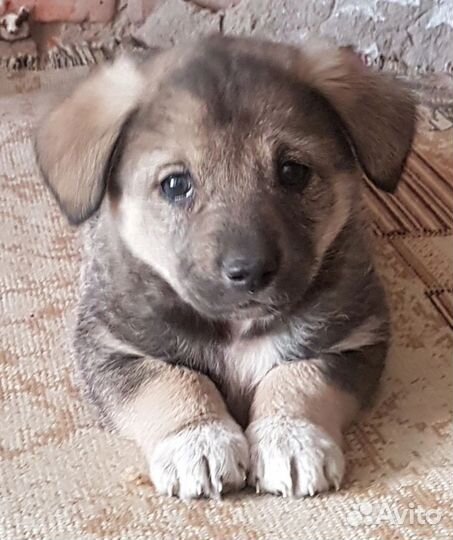Собака в добрые руки отдам бесплатно