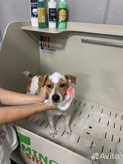 Экспресс линька собак и кошек