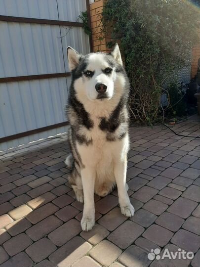 Сибирский хаски вязка