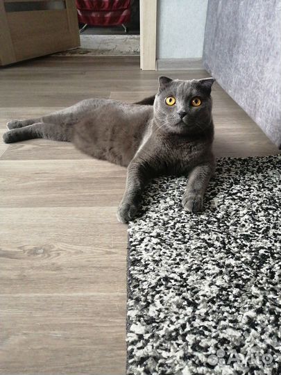 Отдам кота в добрые руки