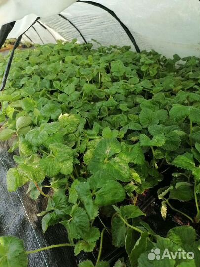 Рассада клубники