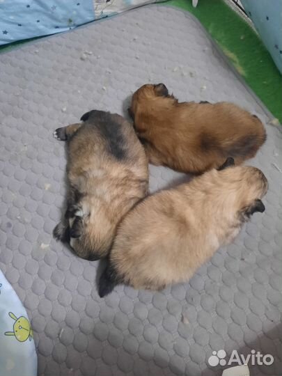 Шпицульки девочки