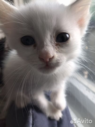 Котятки