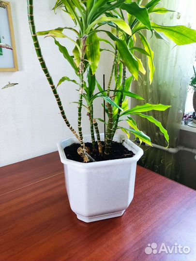 Пальма драцена