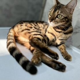Бенгальская кошка вязка