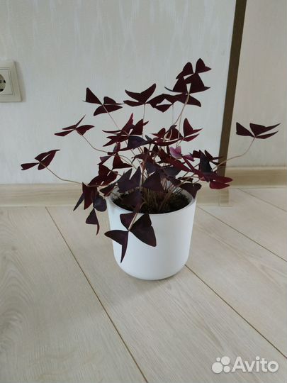 Кислица комнатная, Оксалис (Oxalis triangularis)
