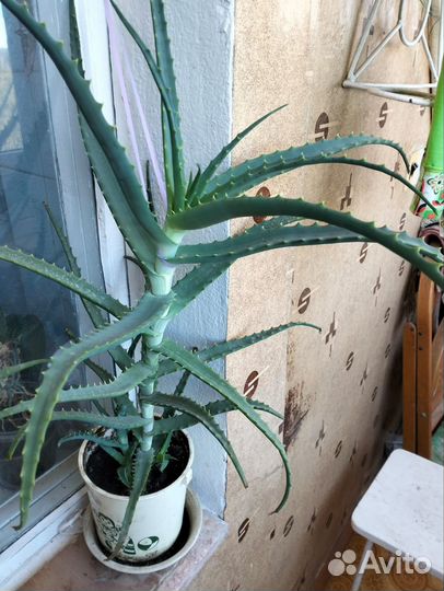 Алоэ лечебный