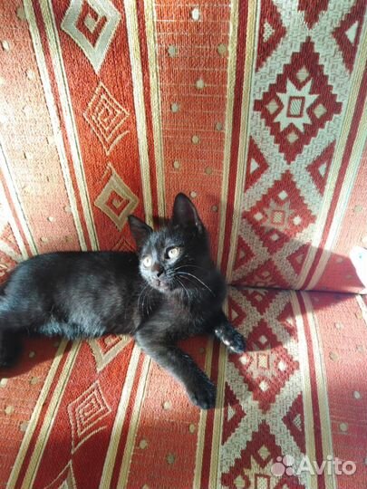 Котята в добрые руки бесплатно