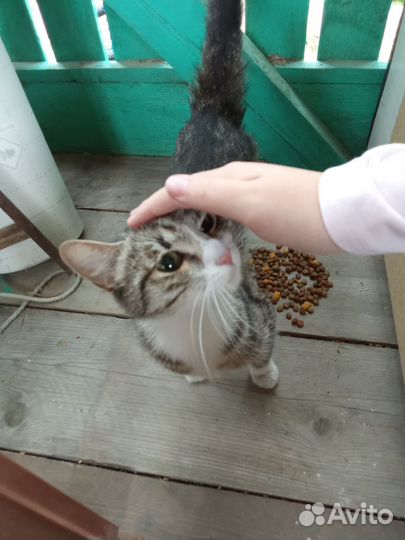 Кошки в добрые руки бесплатно