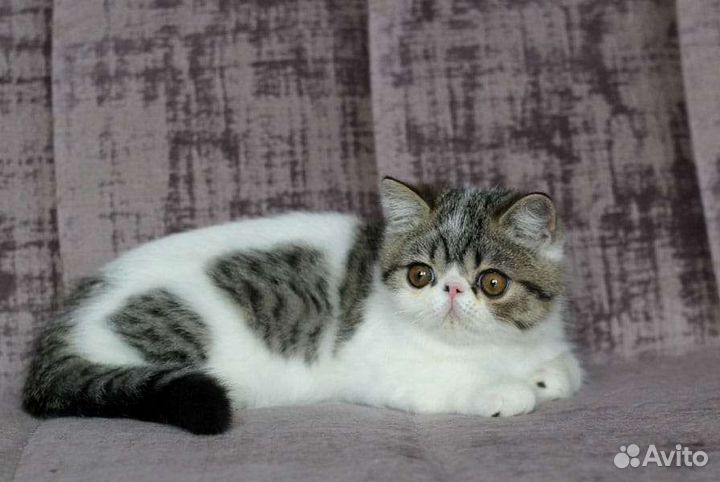 Экзотические котята. Котик Экзот