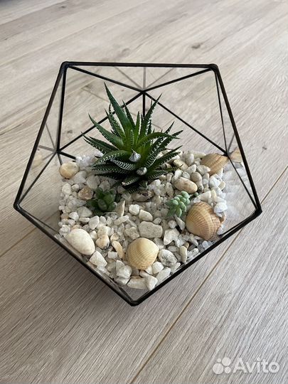 Флорариум суккуленты