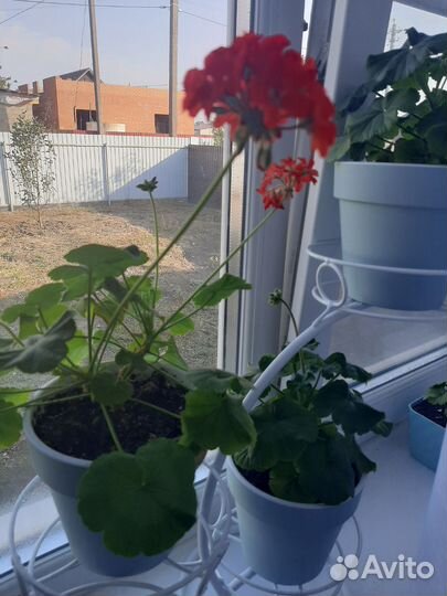 Пеларгония герань