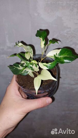 Фикус керли