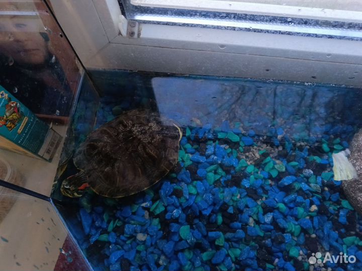 Подарю черепашку , В добрые руки