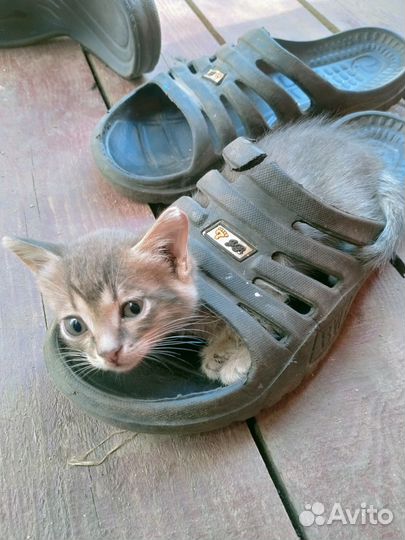 Шотландская