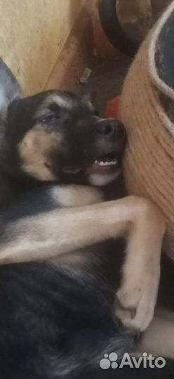 Замечательные щенята ищут дом (в добрые руки)