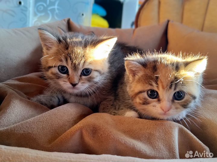 Котята девочки