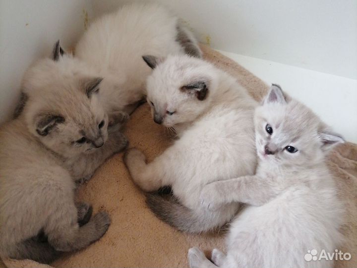Котята тайцы