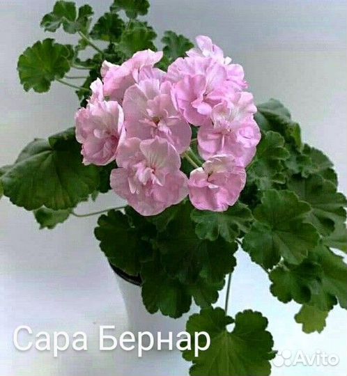 Пеларгония герань