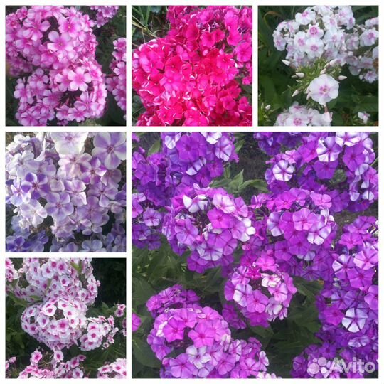 Цветы многолетники