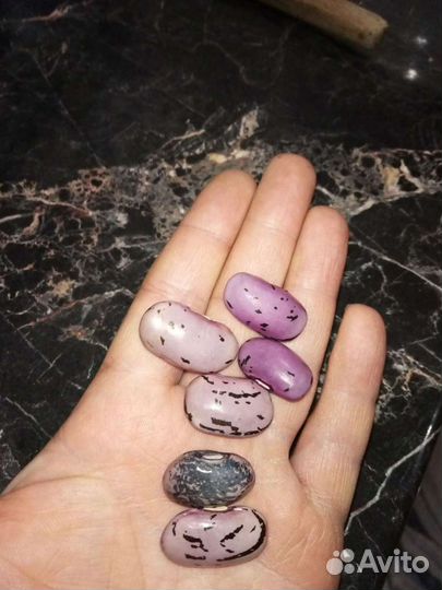 Семена производительной фасоли из Европы