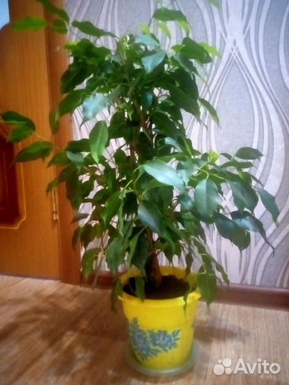 Фикус бенджамина