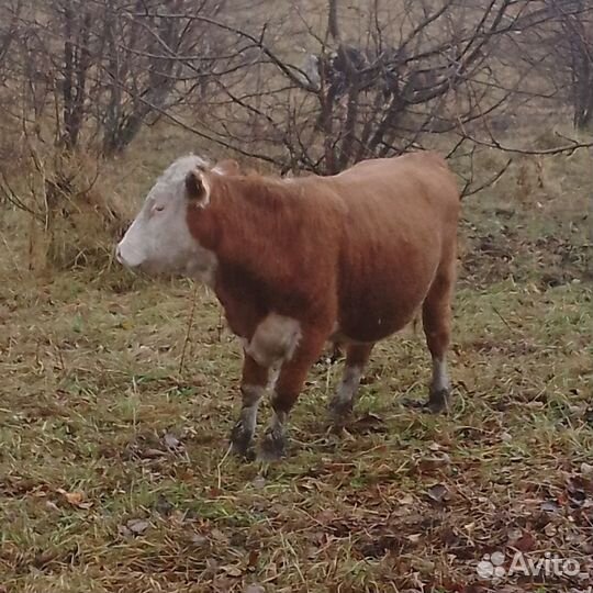 Продам бычков