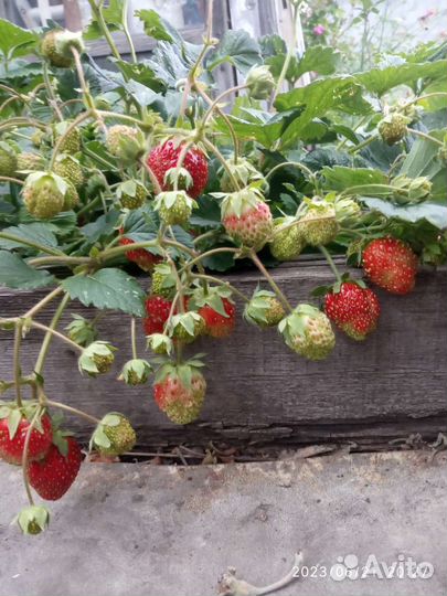 Рассада клубники Лорд,Даренка,купчиха,фестивальная