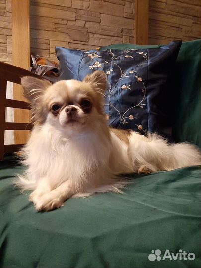 Чихуахуа для вязок