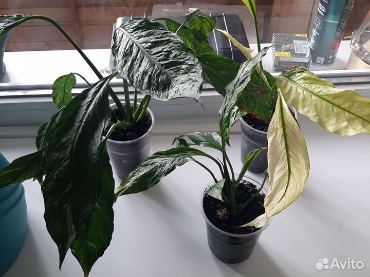 Спатифиллум вариегатный. Silver Rain