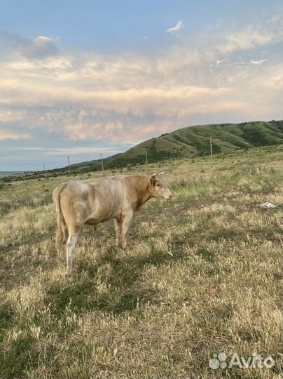 Бык симентал