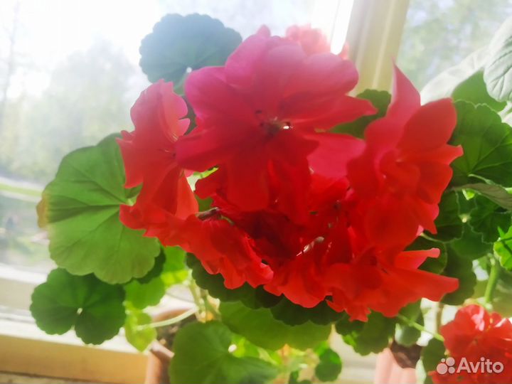 Герани и пеларгонии черенки