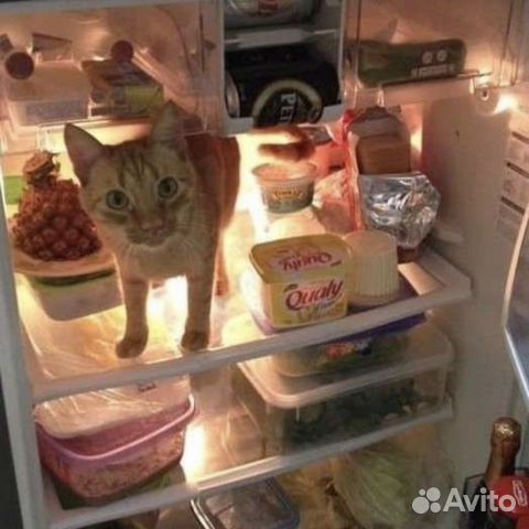 Продукты на корм для животных