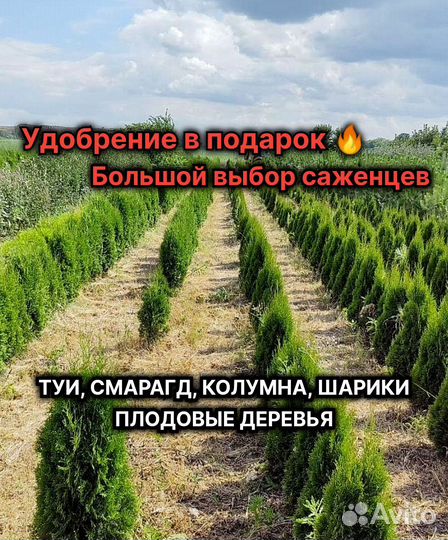 Туи туя смарагд
