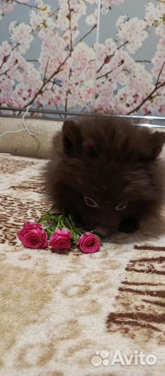 Щенок шпица мальчик