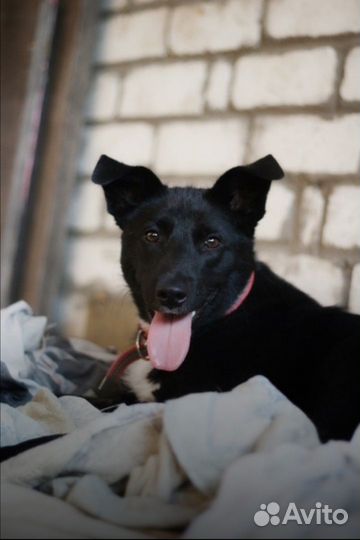 Собачка в дар