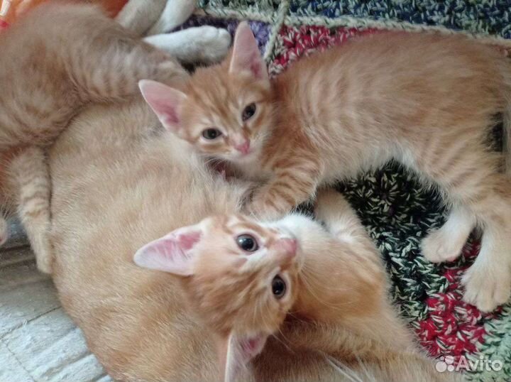 Отдам в добрые руки рыжих котят