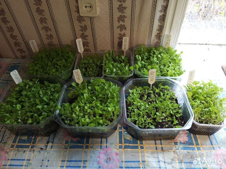 Рассада табака