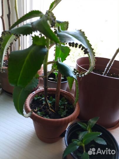 Лекарственное коланхоэ - цветы