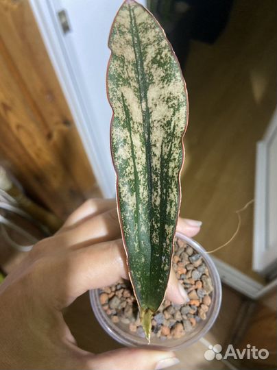 Сортовые сансевиерии и Крассула триколор