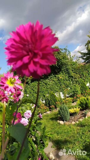 Папоротник, георгины