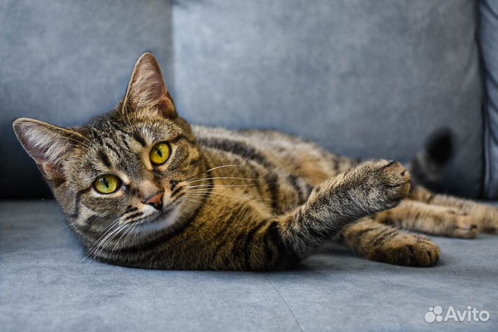 Кошка Ева в добрые руки