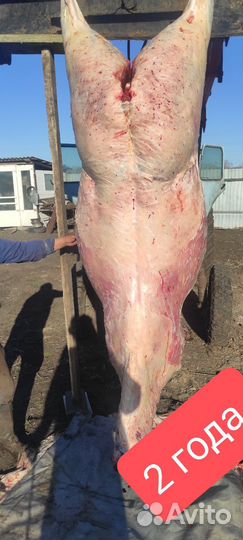 Лошади молодняк 2 х летки с откорма