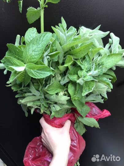 Мята перечная