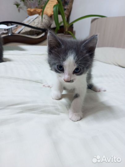 Продаются котята