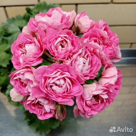 Пеларгония Ириол Сударыня Зоя