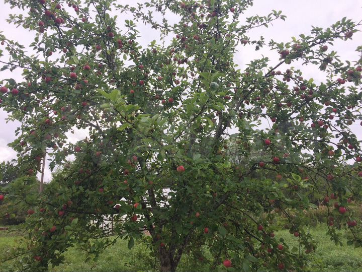 Участок 24 сот. (ИЖС)